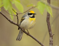 Golden-winged Warbler Vermivora chrysoptera hybid