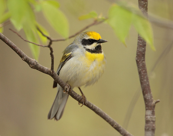 Golden-winged Warbler Vermivora chrysoptera hybid