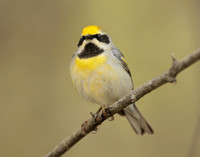Golden-winged Warbler Vermivora chrysoptera hybid