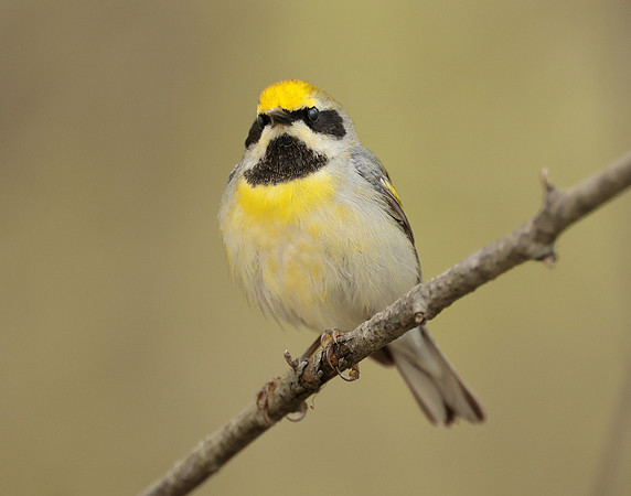 Golden-winged Warbler Vermivora chrysoptera hybid