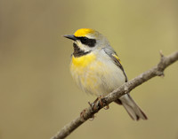Golden-winged Warbler Vermivora chrysoptera hybid