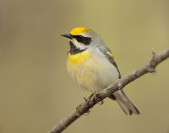 Golden-winged Warbler Vermivora chrysoptera hybid