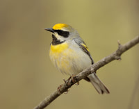 Golden-winged Warbler Vermivora chrysoptera hybrids