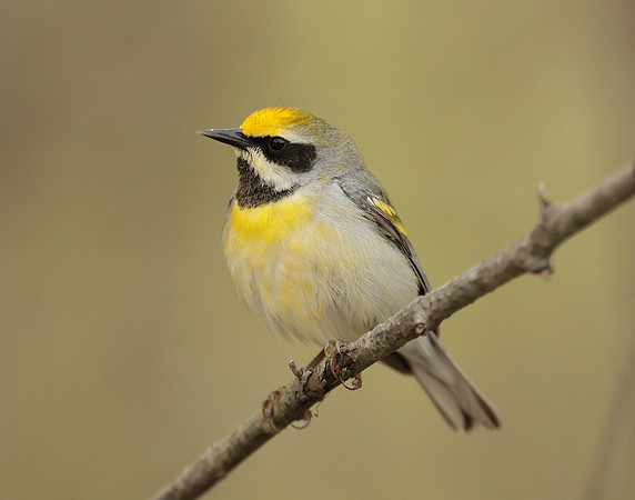 Golden-winged Warbler Vermivora chrysoptera hybid