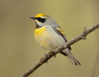 Golden-winged Warbler Vermivora chrysoptera hybid