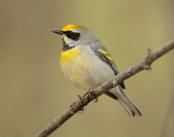 Golden-winged Warbler Vermivora chrysoptera hybid