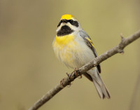 Golden-winged Warbler Vermivora chrysoptera hybid