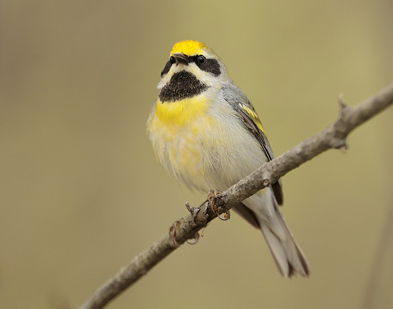 Golden-winged Warbler Vermivora chrysoptera hybid