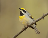 Golden-winged Warbler Vermivora chrysoptera hybid
