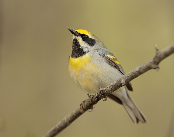 Golden-winged Warbler Vermivora chrysoptera hybid