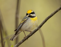 Golden-winged Warbler Vermivora chrysoptera hybid