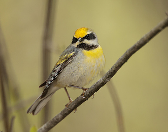 Golden-winged Warbler Vermivora chrysoptera hybid