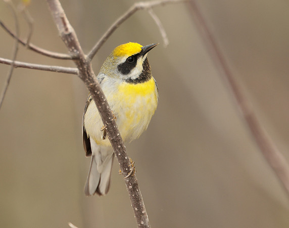 Golden-winged Warbler Vermivora chrysoptera hybid