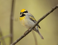 Golden-winged Warbler Vermivora chrysoptera hybid