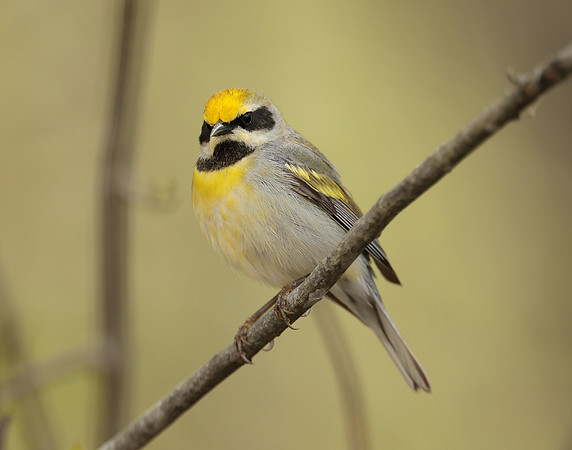 Golden-winged Warbler Vermivora chrysoptera hybid