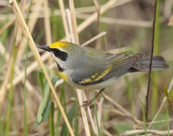 Golden-winged Warbler Vermivora chrysoptera hybid