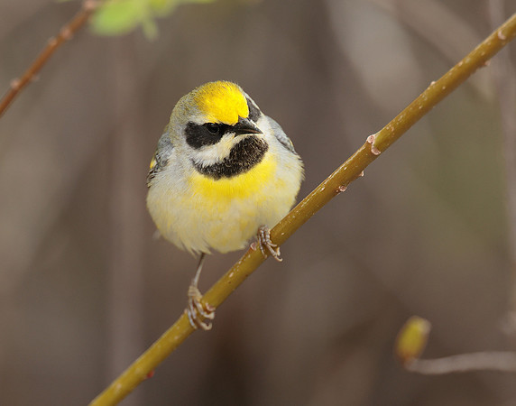 Golden-winged Warbler Vermivora chrysoptera hybid