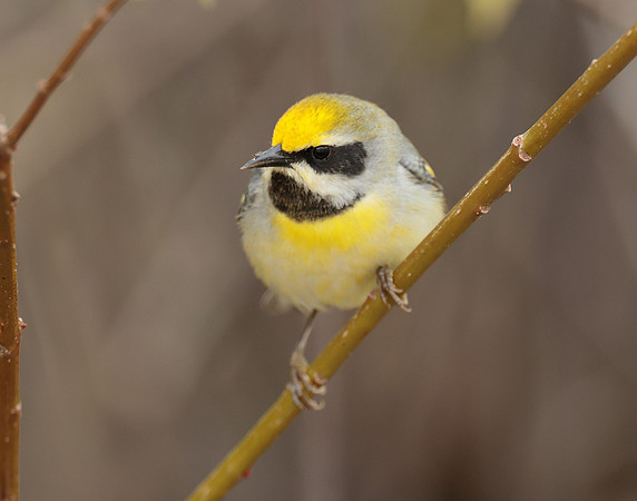 Golden-winged Warbler Vermivora chrysoptera hybid
