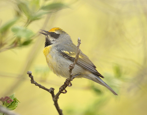 Golden-winged Warbler Vermivora chrysoptera hybid