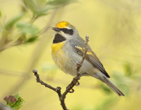 Golden-winged Warbler Vermivora chrysoptera hybid