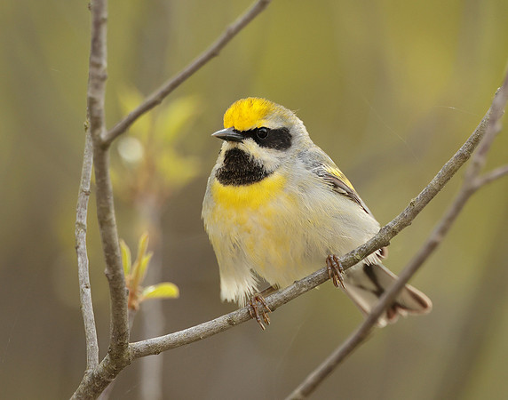 Golden-winged Warbler Vermivora chrysoptera hybid