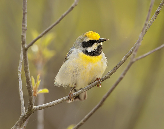 Golden-winged Warbler Vermivora chrysoptera hybid