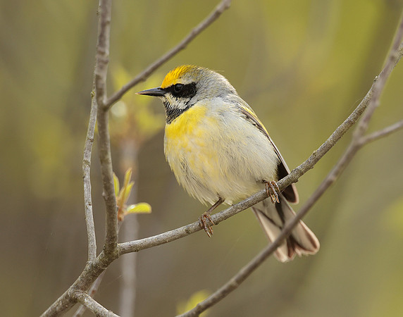 Golden-winged Warbler Vermivora chrysoptera hybid