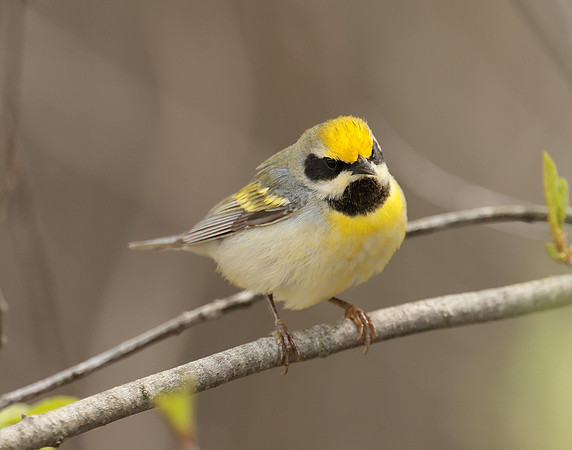Golden-winged Warbler Vermivora chrysoptera hybid