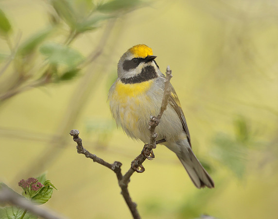 Golden-winged Warbler Vermivora chrysoptera hybid