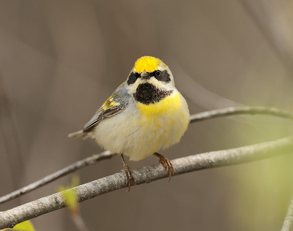 Golden-winged Warbler Vermivora chrysoptera hybid