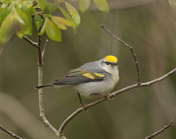 Golden-winged Warbler Vermivora chrysoptera hybid