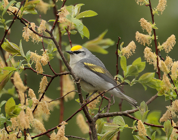 Golden-winged Warbler Vermivora chrysoptera hybid