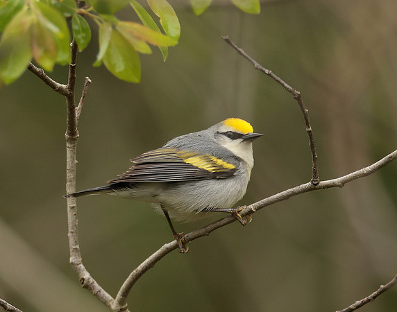 Golden-winged Warbler Vermivora chrysoptera hybid