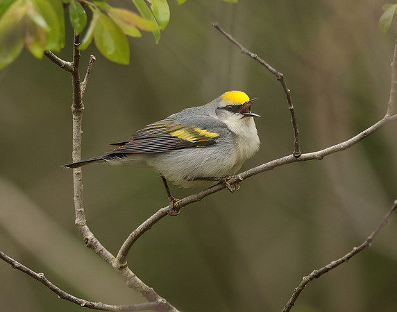 Golden-winged Warbler Vermivora chrysoptera hybid