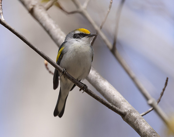 Golden-winged Warbler Vermivora chrysoptera hybid