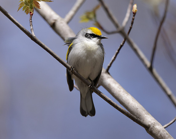 Golden-winged Warbler Vermivora chrysoptera hybid