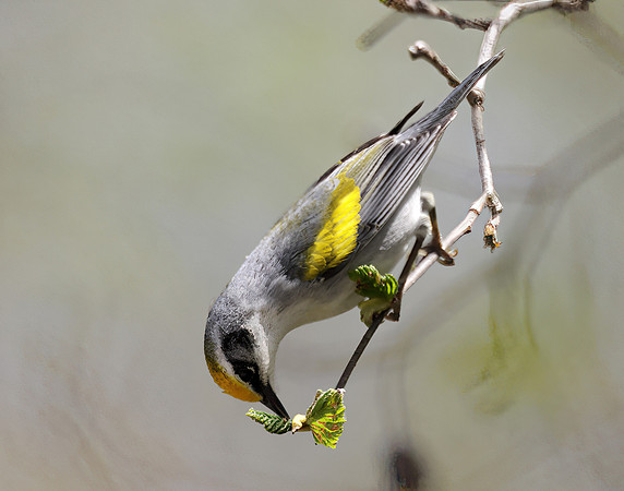 Golden-winged Warbler Vermivora chrysoptera hybid
