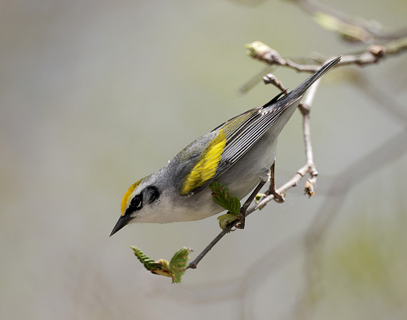 Golden-winged Warbler Vermivora chrysoptera hybid