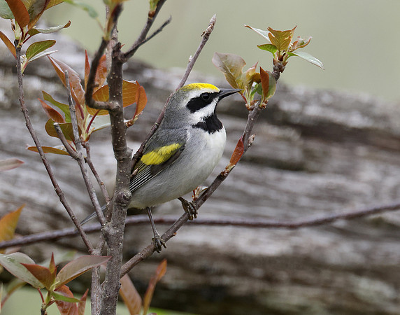 Golden-winged Warbler Vermivora chrysoptera hybid