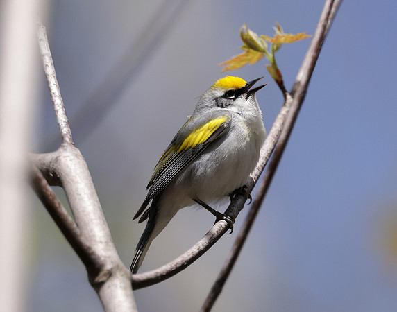 Golden-winged Warbler Vermivora chrysoptera hybid