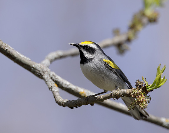 Golden-winged Warbler Vermivora chrysoptera hybid