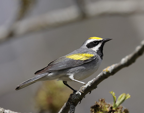 Golden-winged Warbler Vermivora chrysoptera hybid