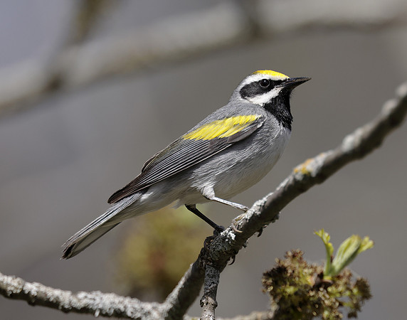 Golden-winged Warbler Vermivora chrysoptera hybid