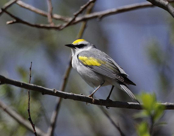 Golden-winged Warbler Vermivora chrysoptera hybid