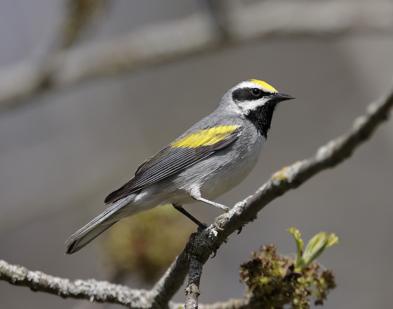 Golden-winged Warbler Vermivora chrysoptera hybid