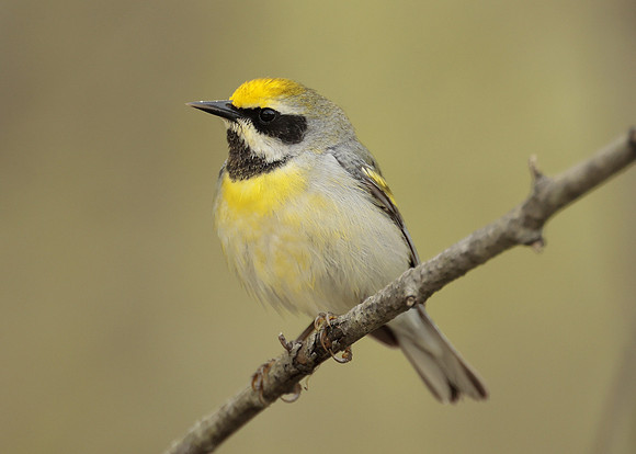 Golden-winged Warbler Vermivora chrysoptera hybid