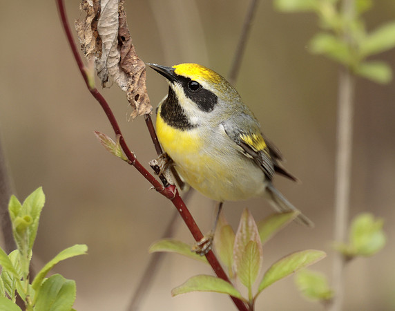 Golden-winged Warbler Vermivora chrysoptera hybid