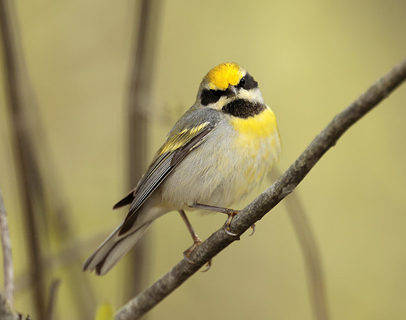Golden-winged Warbler Vermivora chrysoptera hybid