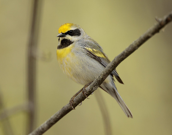 Golden-winged Warbler Vermivora chrysoptera hybid