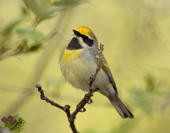 Golden-winged Warbler Vermivora chrysoptera hybid